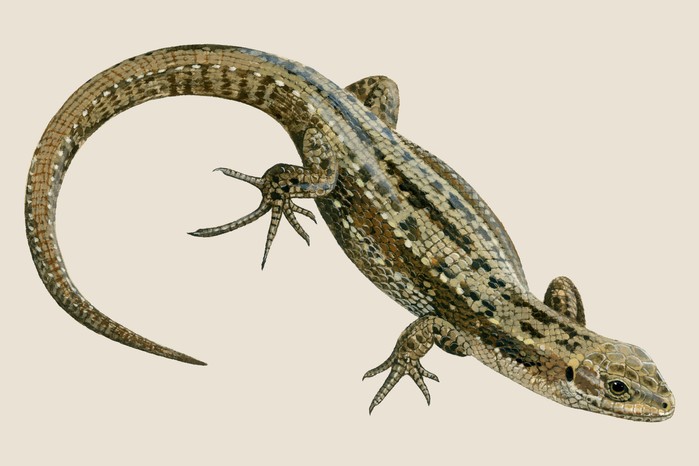 Common lizard (Zootoca vivipara) illustration