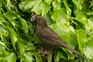 Five reasons to feed your soil – blackbird taking a worm back to its nest