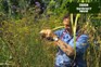 How to take cuttings of Verbena bonariensis