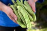 How to grow broad beans