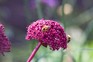 Bees on a magenta flowerhead