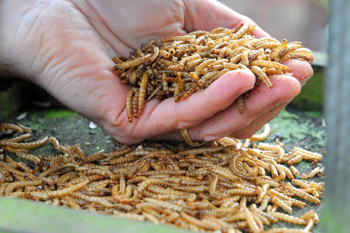 Types of bird food - adding dried mealworms to a bird table
