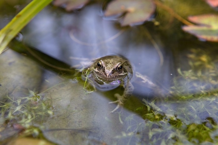 Hibernating wildlife - frog in a pond