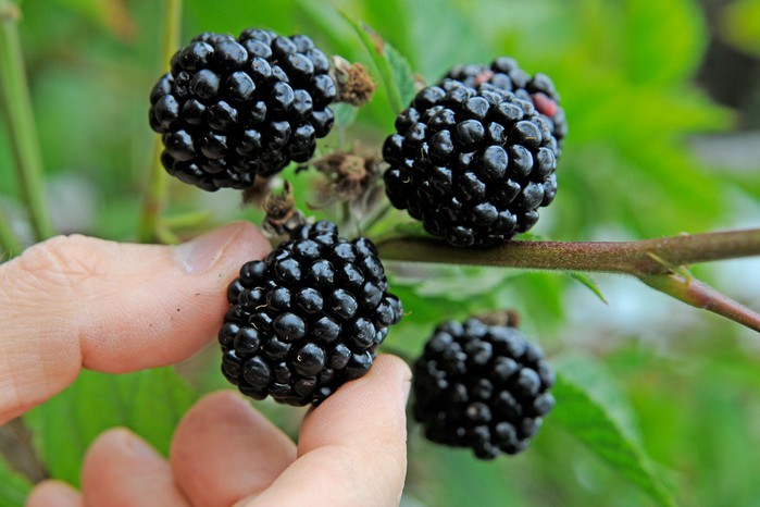 harvesting-blackberries-3