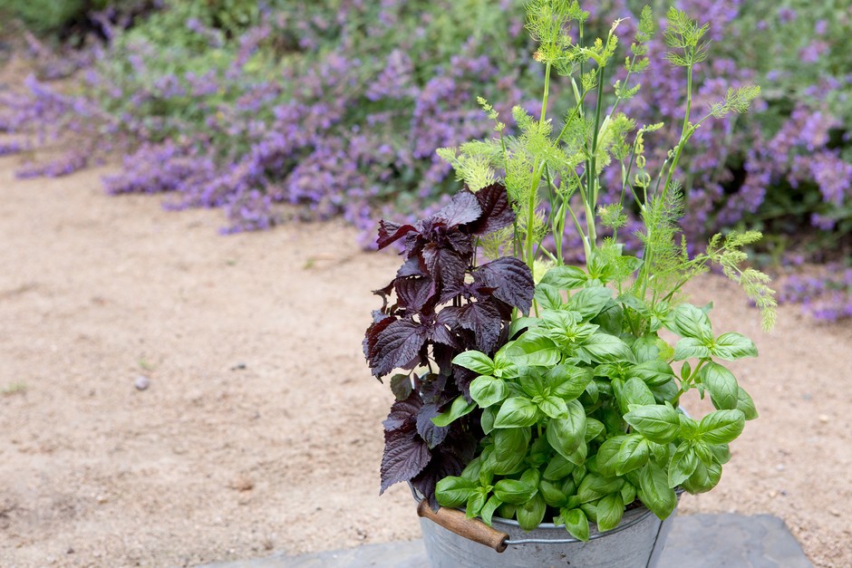 Basil, fennel and shiso container