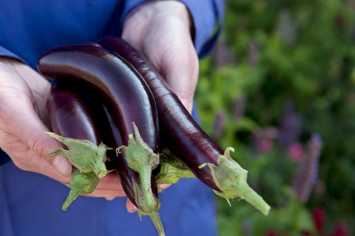 Freshly-harvested aubergines