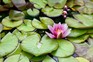How to plant a water lily