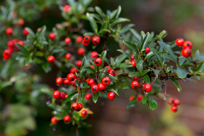 Red berries and small, green leaves of pyracantha