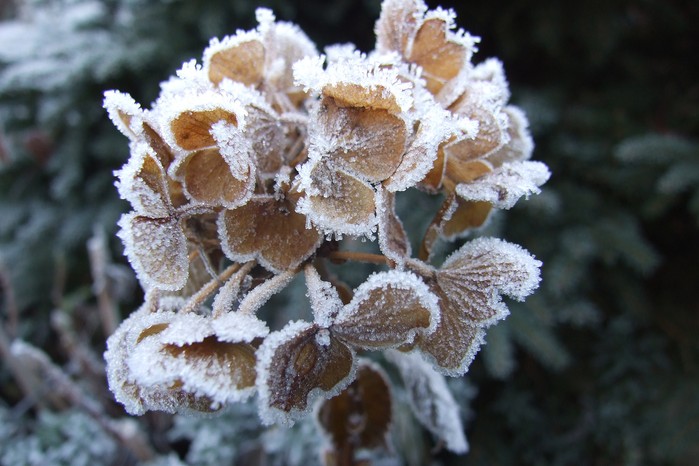 Frosted hydrangea flowerheads