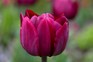 Purple-red blooms of tulip 'Uncle Tom'