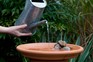 Wildlife gardening – how to make a bird bath