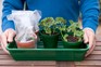 How to take cuttings from bedding geraniums