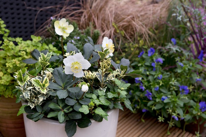 Hellebore and holly container