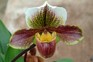 How to repot orchids