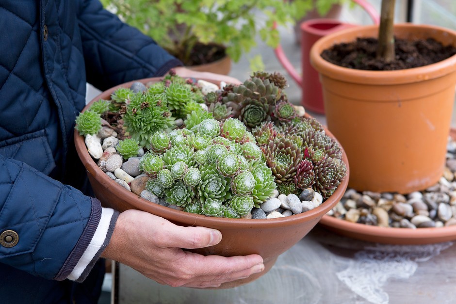A variety of sempervivums planted together in a shallow terracotta pot with shingle topping