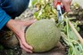 How to grow melons from seed