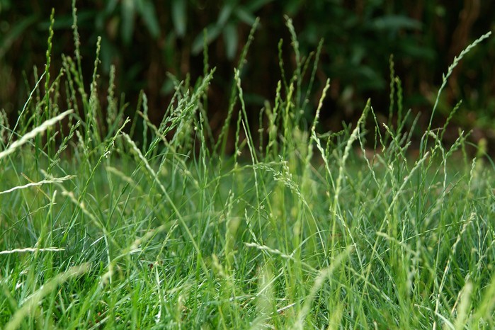 Long grass with seedheads