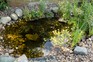How to pond-dip your garden pond