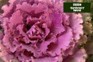 How to plant ornamental kale