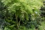 Pale-green, fine-leaved Acer palmatum 'Seiryu' in a border