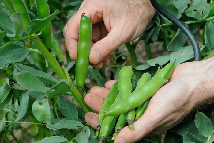 Harvesting broad beans