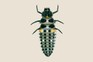 Ladybird larvae identifier: ten-spot ladybird larvae