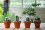 Five top tips - growing cacti and succulents