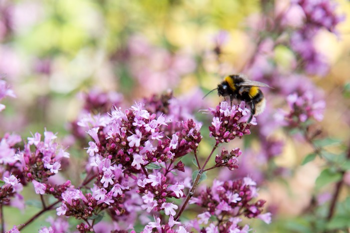 White-tailed bumblebee on oregano flowers