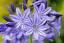 How to grow agapanthus in a pot