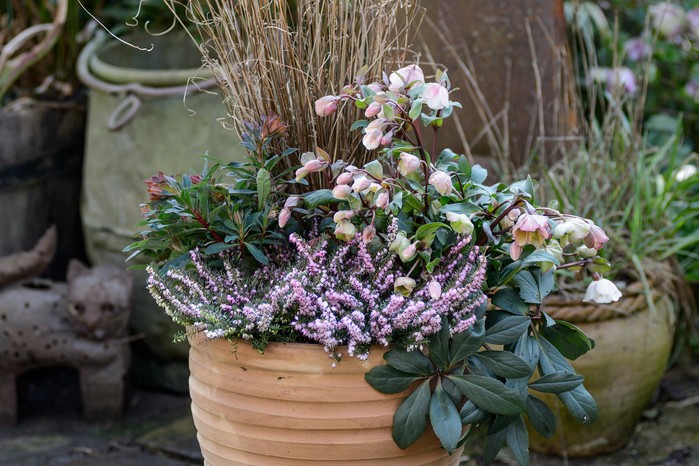 Winter heather growing in a pot with hellebores