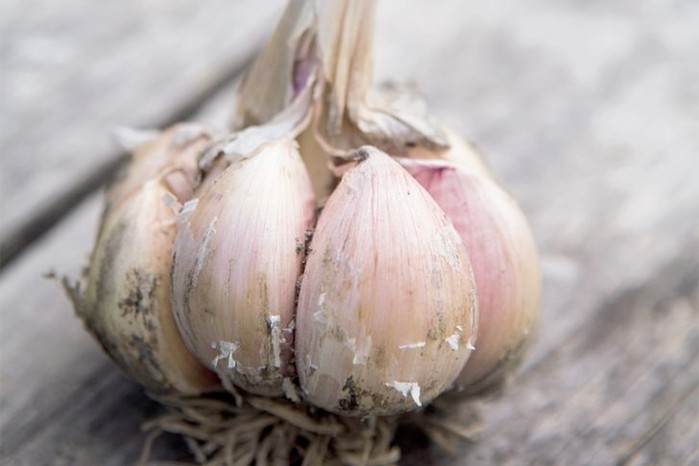 Garlic 'Early Purple Wight'