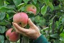 Harvest apples in September