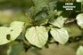 How to tackle silver leaf disease