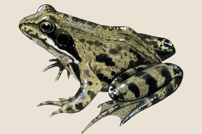 Common frog (Rana temporaria) illustration