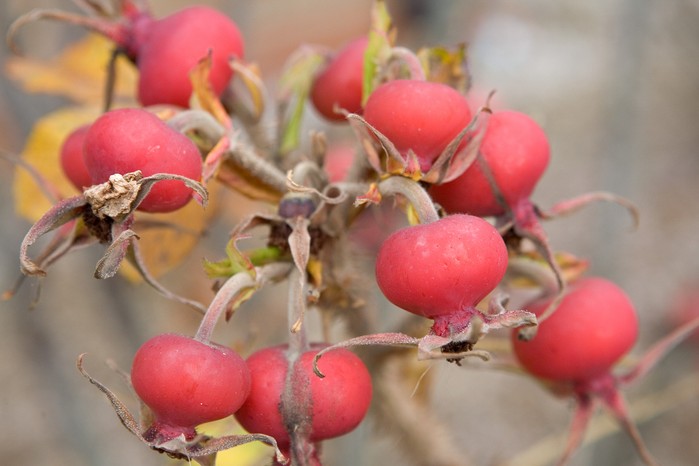 Red rosehips