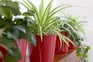 A row of a variety of houseplants