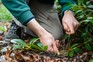 How to layer an evergreen shrub