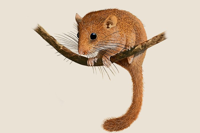 An illustration of a tawny dormouse with a fluffy tail sitting on a branch