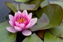 How to grow waterlilies