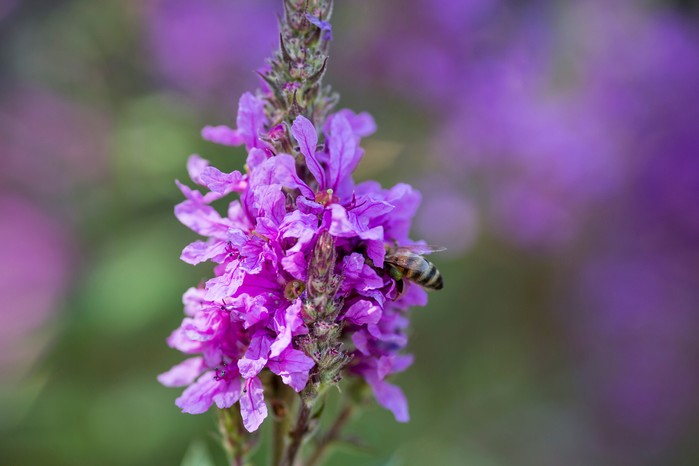 Honey bee on Lythrum salicaria