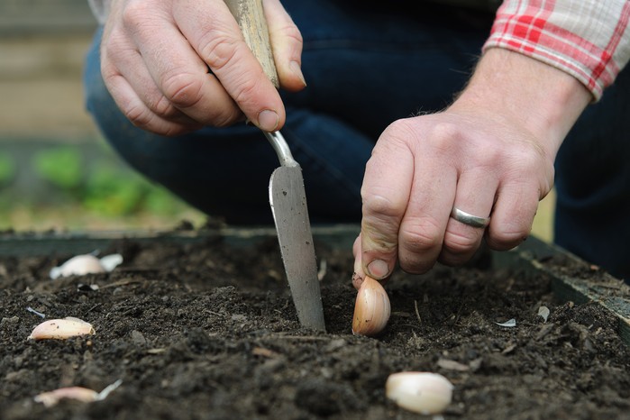 Vegetable seeds to sow in December - garlic sets