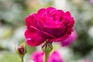 How to grow shrub roses and species roses