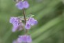 How to grow catmint
