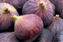 How to grow figs