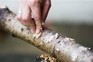 Make a natural log feeder