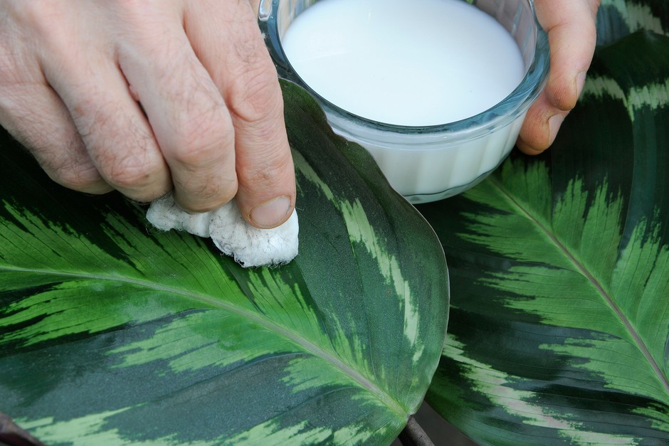 Cleaning a houseplant leaf with cotton wool soaked in a cleaning product