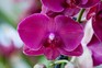 How to repot a moth orchid