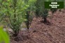How to plant a yew hedge (video)