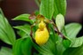 Yellow slipper orchid flower