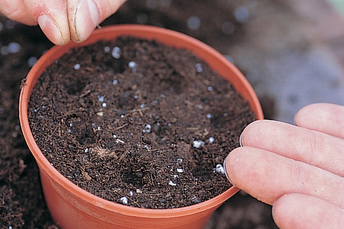 Growing indoor cyclamen – sowing Cyclamen persicum seeds